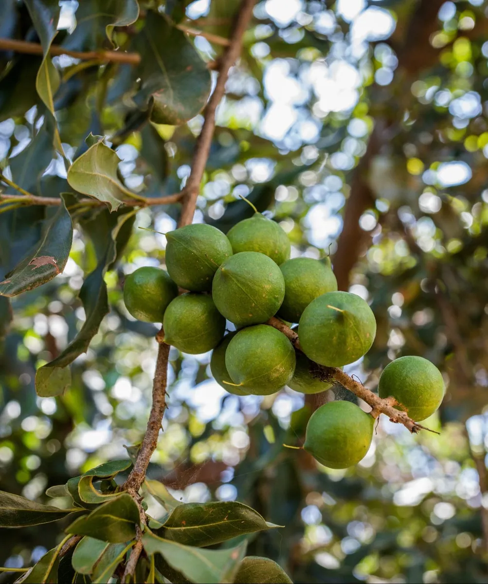 Culture de macadamia
