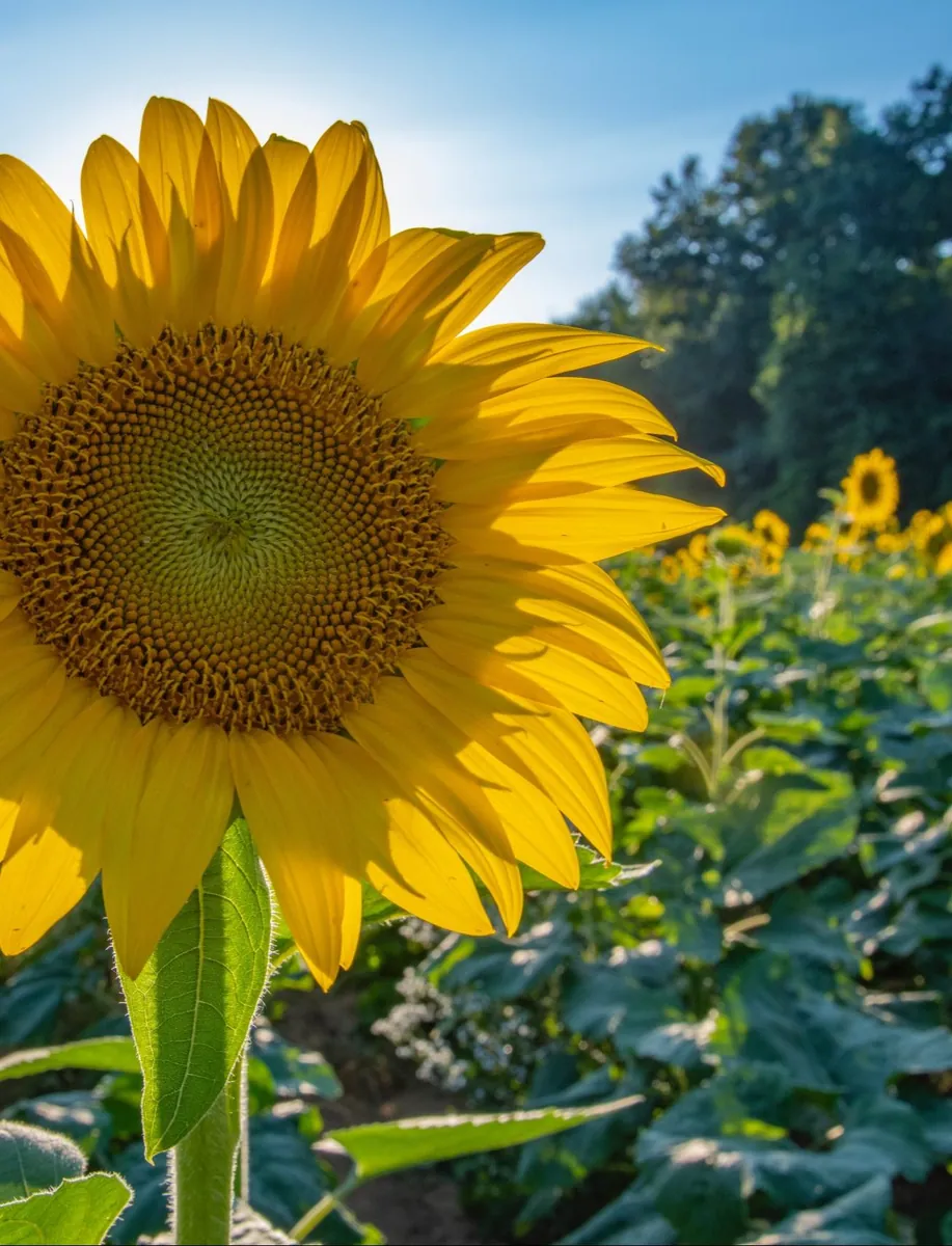 Culture de tournesol