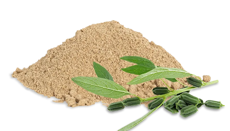 Sesamprotein
